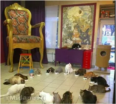 هفتاد گربه در موزه Hermitage در شهر سنت پترزبورگ زندگی می