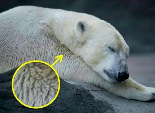بر خلاف تصورات عموم رنگ خزی که روی پوست خرسهای قطبی را پو