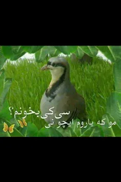 عکس نوشته ll_enferadi_ll 27992387