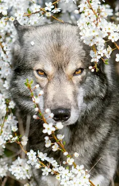 #wolf