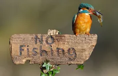 ماهی گیری ممنوع!