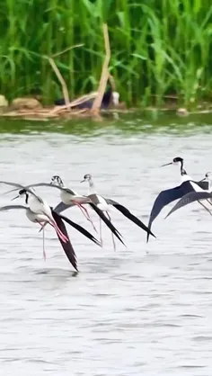 چوب‌پای سیاه گردن (Black-necked stilt) یک پرنده ساحلی فرا