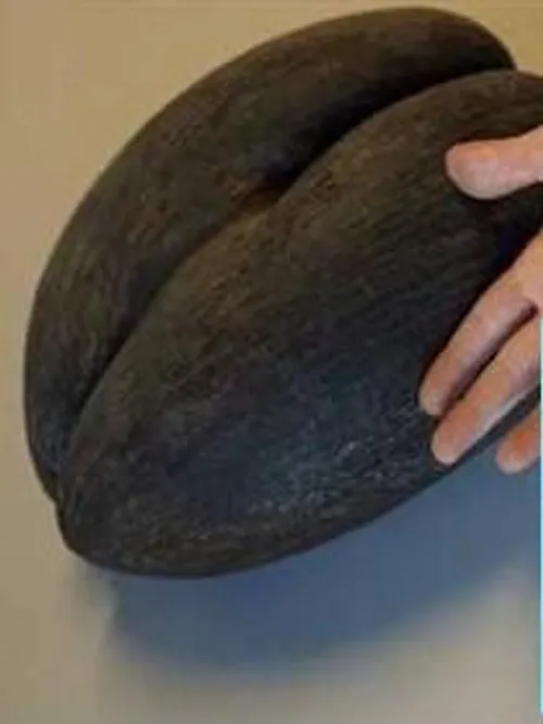 بزرگترین تخمه خوردنی که در شیلی کشف شده است را در کنار ری