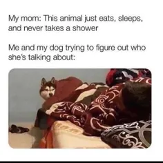مامانم: این حیوون فقط میخوره، میخوابه، و هیچ‌وقت یه دوش ن