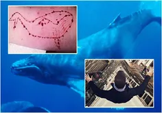 بازی نهنگ آبی که خانه ساکت دریای نهنگ و ساعت 420 صبح بیدارم کن نام‌های دیگر آن است تا امروز باعث خودکشی چندین نفر شده است.