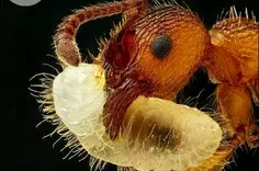 مورچه ای درحال حمل تخم مورچه