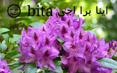 این گلا برا اجی  bita