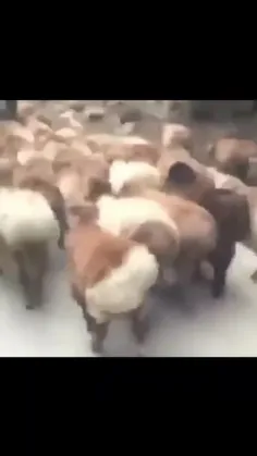 حمایت گوسفندان مش رمضون از رقص صندوق عقب دختران در اکباتان مربوط به پست https://wisgoon.com/pin/47329982/