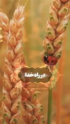 سوره بقره آيه 261 💚