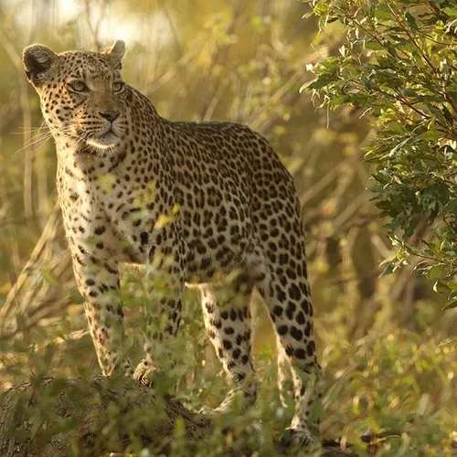 Female leopard in the OkavangoDelta, Botswana. Shot on as