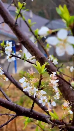 🌸 سرسبزى باغی از