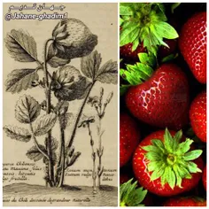 توت‌فرنگی عمری حدود 300 سال دارد؛ استفاده ی آن محدود به م