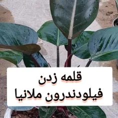 💥آموزش قلمه زدن فیلودندرون ملانیا💥