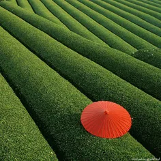 مزارع چای ,چین