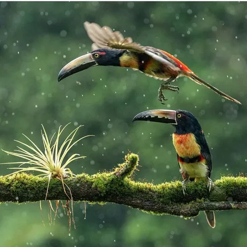 طبیعت زیبا حیوانات پرندگان زیبا