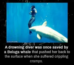نهنگ بلوگا یکبار جان غواص غرق شده ای را نجات داد.