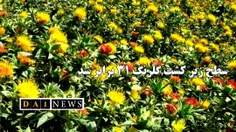 محمد رزقی خبر داد: سطح زیرکشت گلرنگ در خراسان جنوبی ۳۱ برابر شده است