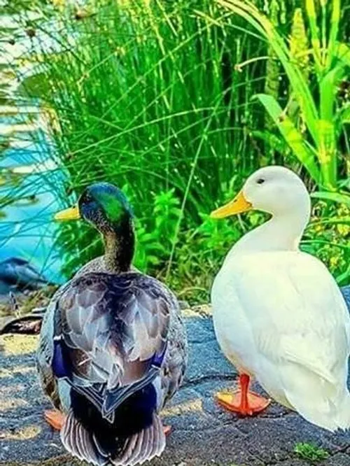 حیوانات پرنده زیبا اردک تصویر پس زمینه ،