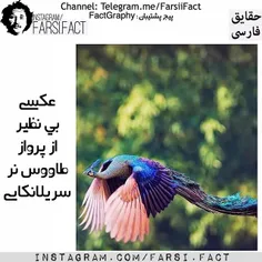 #طاووس ها واقعا بی نظیرند