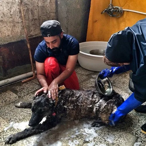 Volunteers washing a stray dog in an animal shelter in Ma