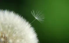 چه سخت است دلتنگ قاصدک بودن