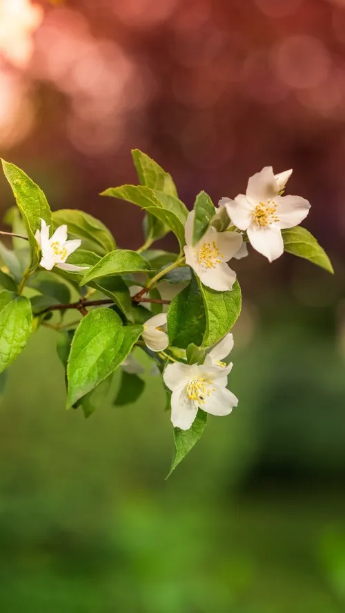 ای صبا، گر بگذری در کوی او