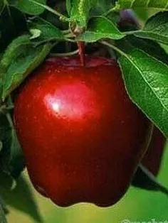 #خوراکی #میوه‌ها #سیب_قرمز  #تصویر_پس_زمینه  ،