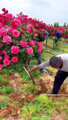 مزرعه زیبای رز درختی 🌹