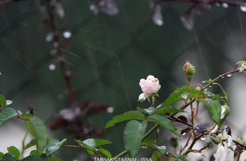 گل بارون