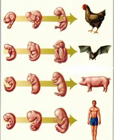 مقایسه شکل جنین چند جانور با جنین انسان!