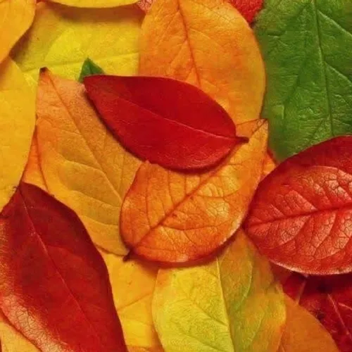 پاییز برگ رنگارنگ آرامش کپی با ذکر صلوات جهت سلامتی و تعج