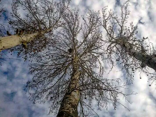 نردبامی به سوی آسمان