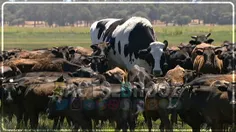 این تصویری از بزرگترین گاو استرالیا به نام Knickers است .