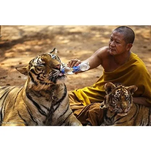 مسئولان حیات وحش تایلند با یورش به یک معبد بودایی که به م