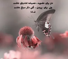 ولی برای پریدن ...