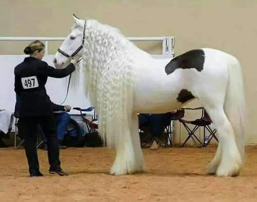 یه اسب هر چقد هم زیبا باشه، بازم اسبه، اسب!!!!