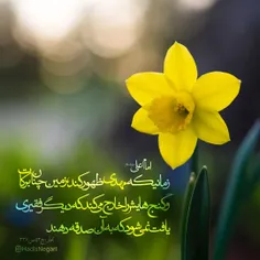 🌸 اقا امیرالمومنین علی(علیه‌السلام):