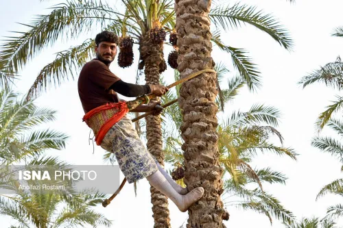 برداشت خرما از نخلستان های آبپخش در استان بوشهر