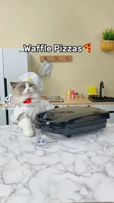 گربه آشپز :)😂