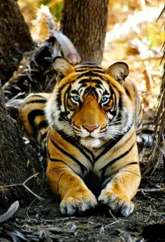 #Tiger