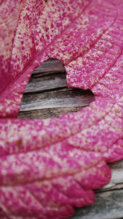 Wallpaper Leaf