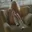 sheida_galery
