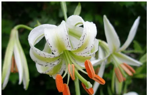 🌼 نادرترین گل دنیا در ایران!