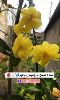 زندگی با طعم #ما