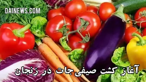 آغاز کشت انواع صیفی جات و محصولات جالیزی در استان زنجان