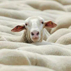گوسفند ضریب هوشی بالایی دارد به طوری که بعد از دو سال میت