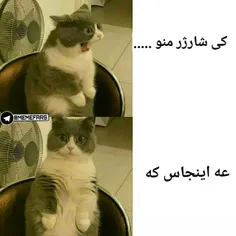 بعله /: