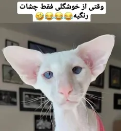 یعنی تو همین ویسگون به وفور دیده میشه 👌😂