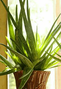 ‌ ‍ ۶- #آلوئه ورا – Medicine Plant Aloe vera