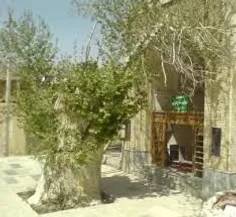 درخت چنار...روستای علوی_ کاشان